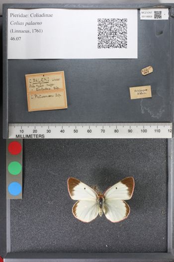 Media type: image;   Entomology 118959